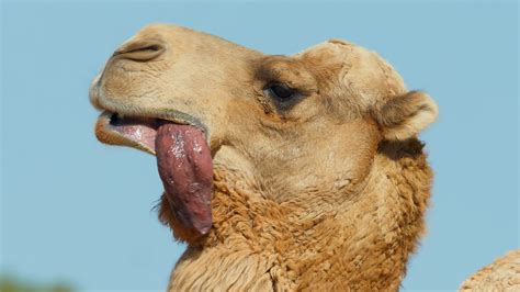  “The Camel’s Tongue” - A Journey Through Envy and Unintended Consequences!