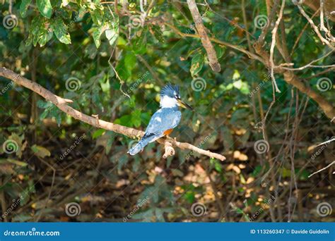  “The Kingfisher” – An Ancient Brazilian Tale about Desire and Deception?